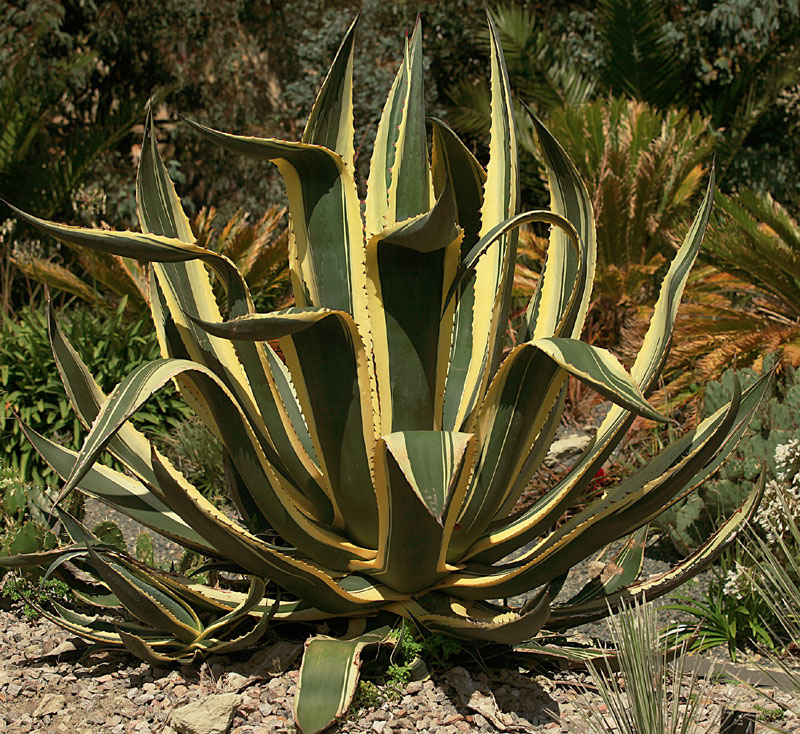 Agave americana